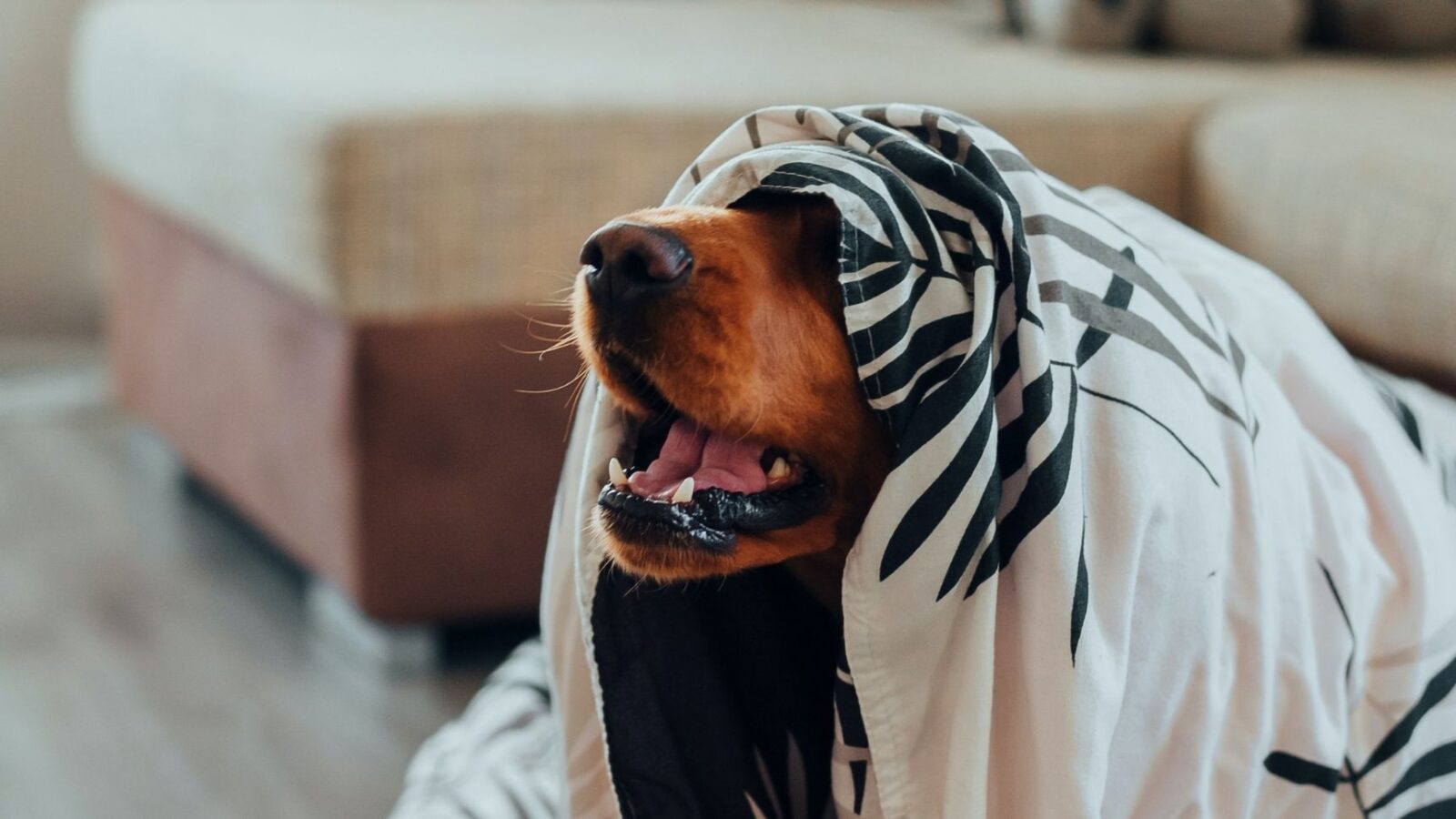 Pet Grooming Blog Goldmine: 60+ Animal Care Topics to Engage Owners