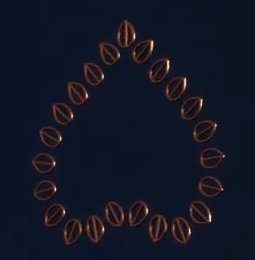 Coriander Seeds